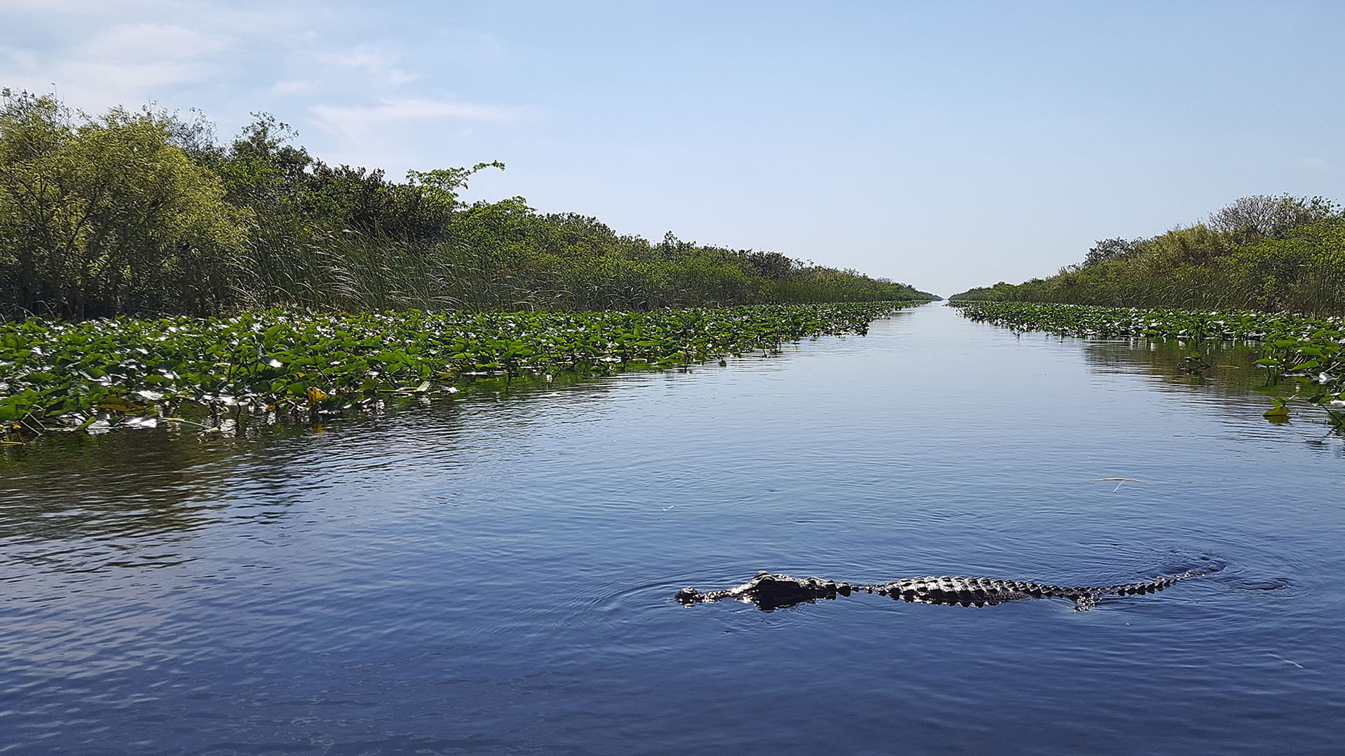 Everglades, Florida. ©